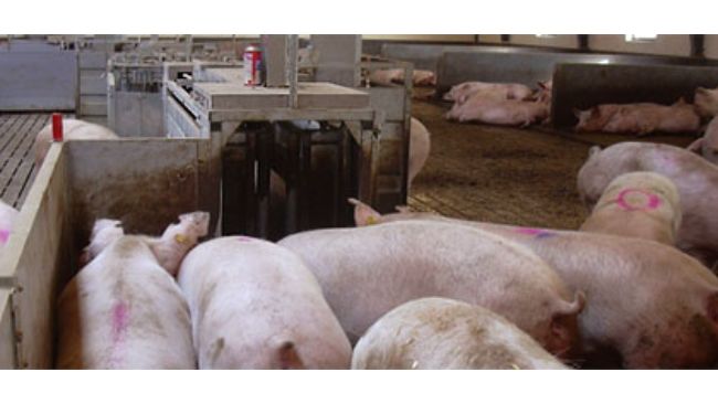 Свиноводство: породы, правила содержания и разведения свиней