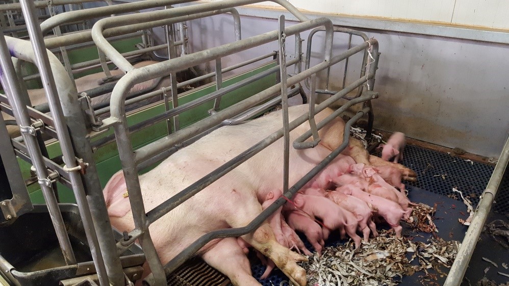 Содержание свиноматки в станке для опороса отражается на поросятах