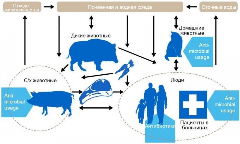 Антибиотики в продуктах питания проект