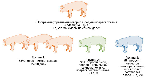 Возраст поросят. Возраст поросят отъемышей. Вес и Возраст поросят. Вес свиньи Возраст.