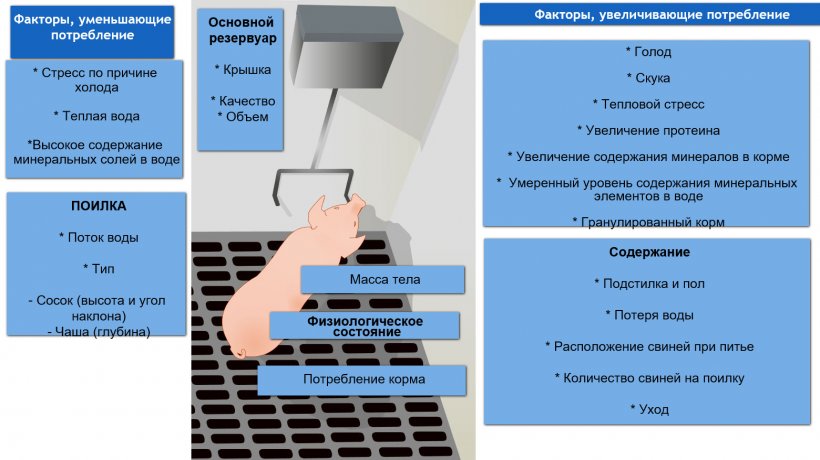 Факторы, влияющие на потребление воды свиньями
