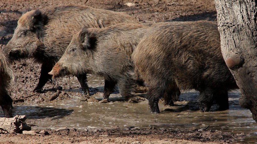 Дикие кабаны в месте для купания. Численность и распределение диких кабанов определяется доступностью воды и корма.
