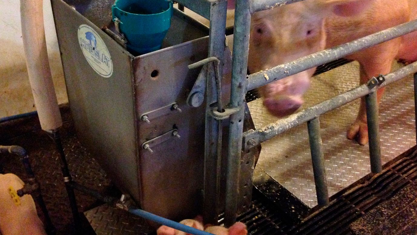 Почему свинья ест своих поросят?