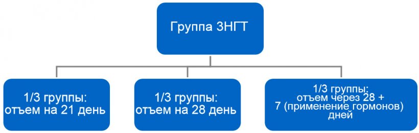 Рисунок 4. Процесс перехода с групповой 3-недельной технологии (3НГТ)на 1-недельную.
