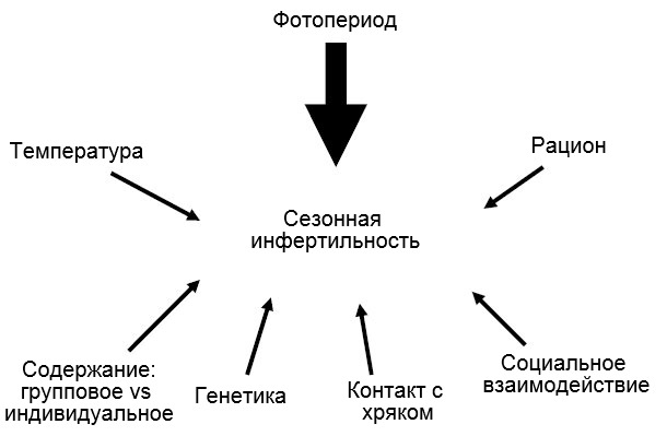 Изображение 7. Факторы, влияющие на появление сезонной инфертильности.
