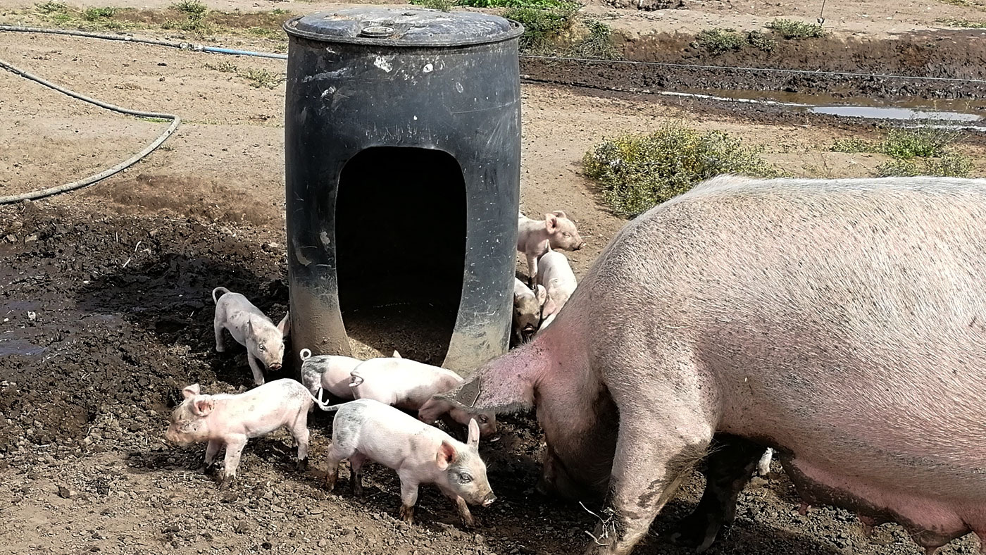 Правила содержания свиней