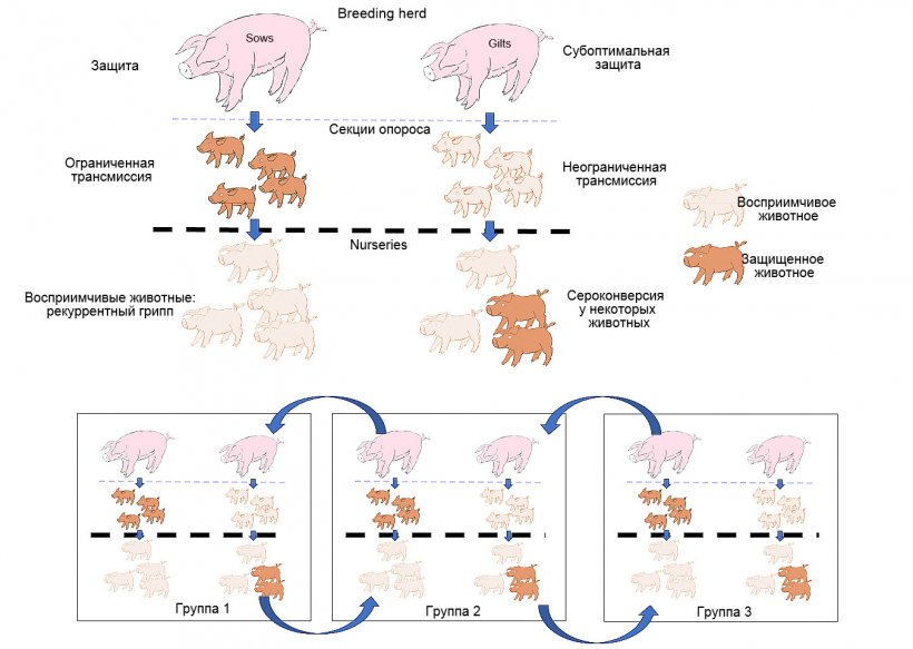 Рисунок 1. Распространение инфекции сильнее гасится у животных, обладающих более сильной защитой (поросята, родившиеся у свиноматок-многопоросок), чем у поросят от первопоросных свиноматок. На доращивании, у животных, заразившихся при наличии определенного уровня материнских антител, иммунитет не будет развиваться активно, поэтому вирус сможет привести к инфекции и вызвать рекуррентный грипп. Наконец, наличие, единовременно, различных групп животных разного возраста способствует распространению вируса между группами, продлевая тем самым присутствие инфекции.
