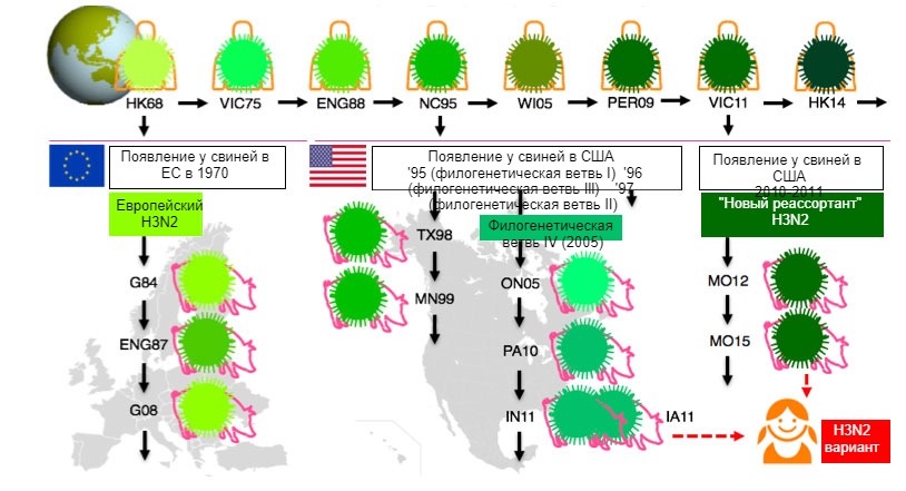 Fig 1. Evolution of H3N2 influenza viruses in humans and in swine. Different shades of green point to antigenic differences in the H3 HA; virus strains are indicated with the place (abbreviated) and year of isolation. Human viruses were introduced into the swine population in the early 1970s in Europe and in the mid 1990s and in 2010 in North America. Рис. 1. Эволюция вирусов гриппа H3N2 у людей и свиней. Различные оттенки зеленого указывают на антигенные отличия в гемагглютинине Н3; штаммы вируса показаны с указанием места (аббревиатура) и года выделения. Человеческие вирусы появились у свиней в начале 1970х в Европе и в середине 1990х и в 2010 в Северной Америке. Это привело к текущей циркуляции 3х различных филогенетических ветвей (см. блоки), одна в Европе, 2 в Северной Америке. Филогенетические ветви Северной Америки случайно вернулись к людям и теперь стали &laquo;вариантами&raquo; вируса.
