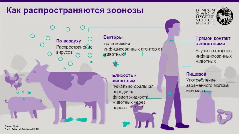 Зоонозные инфекции презентация