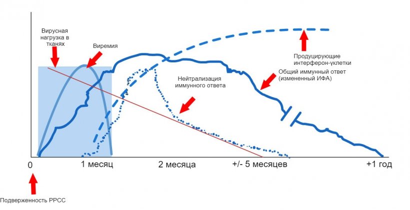 График 1: Ответ иммунной системы свиноматки, зараженной вирусом РРСС. (L&oacute;pez и&nbsp;Osorio, 2004).
