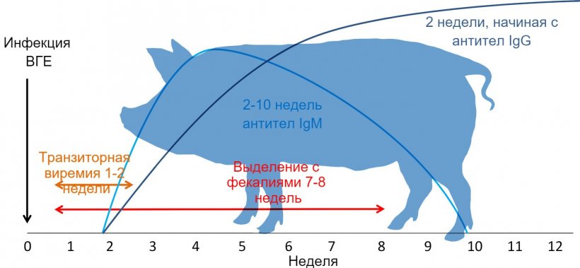 Ответ на инфекцию вируса гепатита Е&nbsp;
