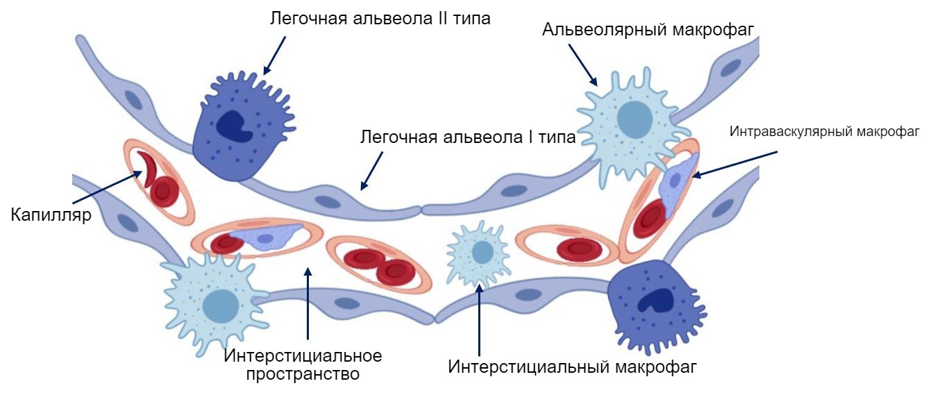 Respiratornaya Sistema Svinej I Ee Zashitnye Mehanizmy Stati Pig333 Ru Ot Fermy K Rynku