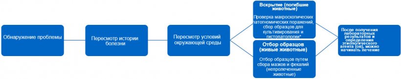 График 1. В диаграмме решений показаны шаги ,которых следует придерживаться при постановке диагноза и назначении надлежащего лечения. * Тип поажения может предоставить нам информацию об инфекционном агенте.
