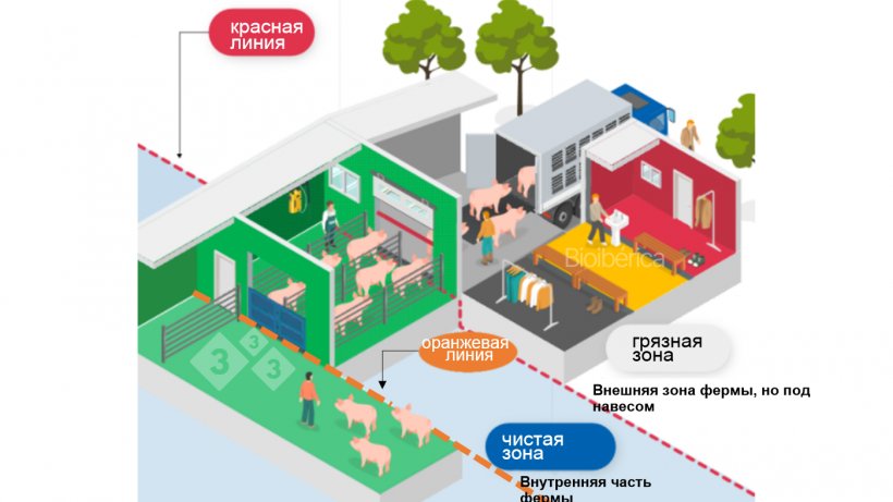 Фото1. Погрузочная рампа, сконструированная для поэтапной погрузки свиней в транспортно средство. Двойная линия разделения (красная и оранжевая пунктирные линии) предназначены для разделения чистой и грязной зоны и для улучшения биобезопасности процесса погрузки. Фото предоставлено компанией Bioiberica.
