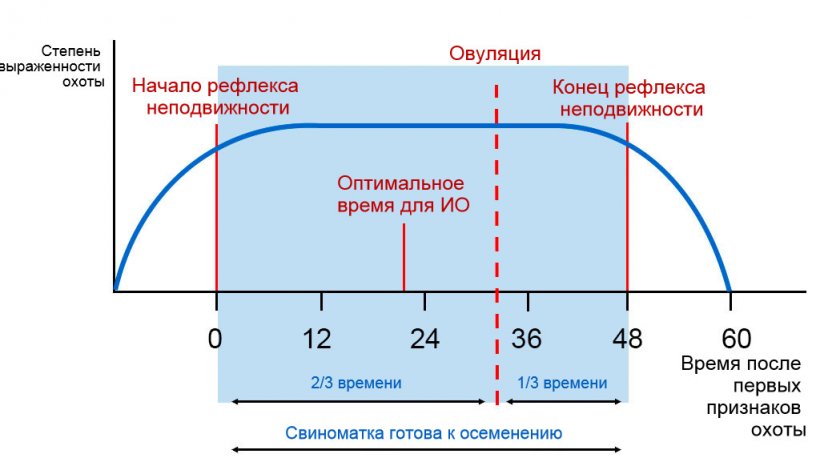 Фото1. Графическое изображение рефлекса неподвижности, овуляции и оптимального времени ИО для свиноматки с длительностью охоты в 60 часов. Источник: Carles Casanovas.
