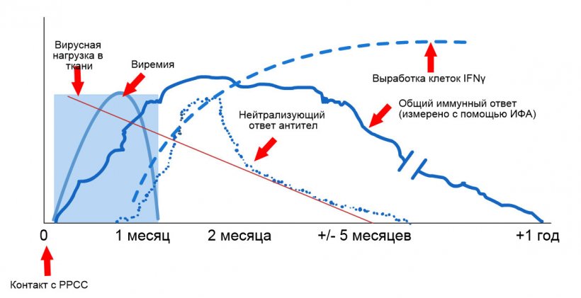 Схема выявления вируса и антител после контакта с РРСС: Данный график показывает изменения концентрации (ось Y) во времени (ось Х) различных аналитов, используемых при анализе. После контакта с РРСС вы обнаружите вирус в крови свиней (виремия), что обычно длится примерно от 2 до 4 недель, в зависимости от возраста и иммунного статуса свиней. Сероконверсия (обнаружение антител) обычно появляется в период 7-10 дней после контакта и длится несколько месяцев, затем животное становится серонегативным. Нейтрализация антител появляется в период от 4 до 6 недель после контакта (L&oacute;pez и Osorio, 2004).
