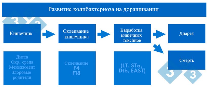 График 2. Развитие колибактериоза на доращивании
