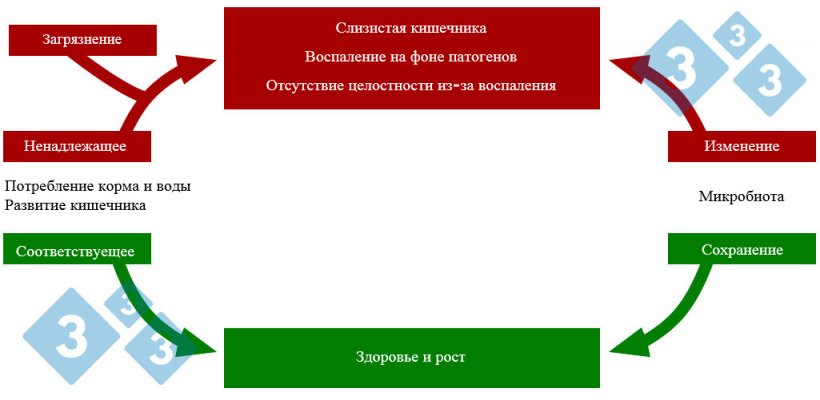 График 4. Взаимодействие потребления корма и воды в кишечной патологии.
