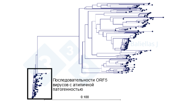 График 1: Филогенетическое древо, показывающее историю последовательностей ORF5, обнаруженных в регионе в течение 4 лет
