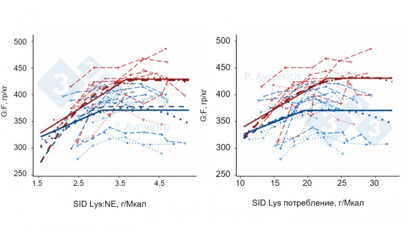 Figure&nbsp;2.&nbsp;Моделирование влияния соотношения лизина к энергии и суточного потребления лизина у всех хрячков (красный) и свинок (синий) в конечном итоге на эффективность конверсии корма.. (Aymerich и др., 2021).
