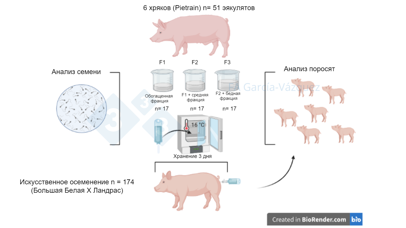 Какие фракции эякулята используются для доз искусственного осеменения? -  Статьи - pig333.ru, от фермы к рынку