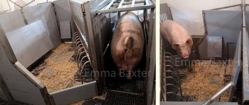 Photo 2. Пример прототипов такого типа станков (PIGSAFE). Источник: Emma Baxter.
