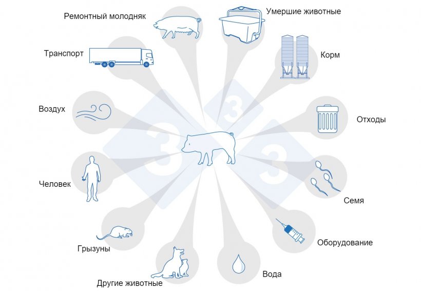 Фото 1. Пути &nbsp;передачи РРСС. Adapted from USSEC, 2021 and Broes &amp; Boutin, 2002.
