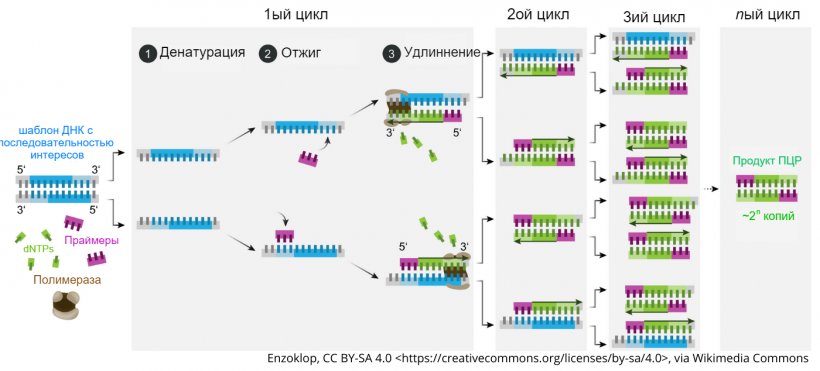 Схематический механизм ПЦР.
