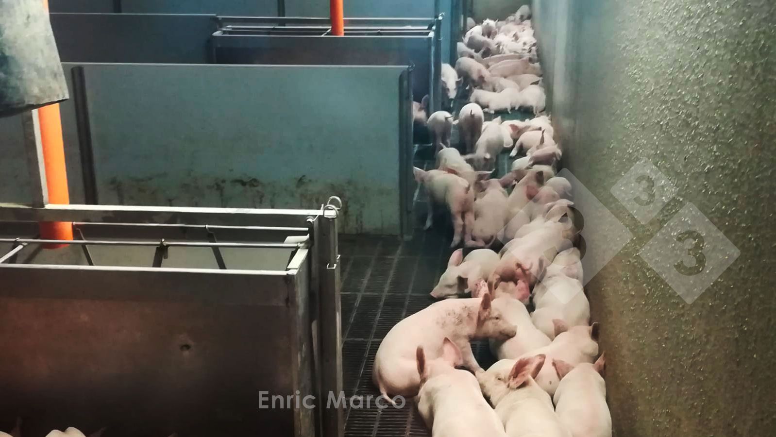 Кормушки для свиней: виды и особенности изготовления