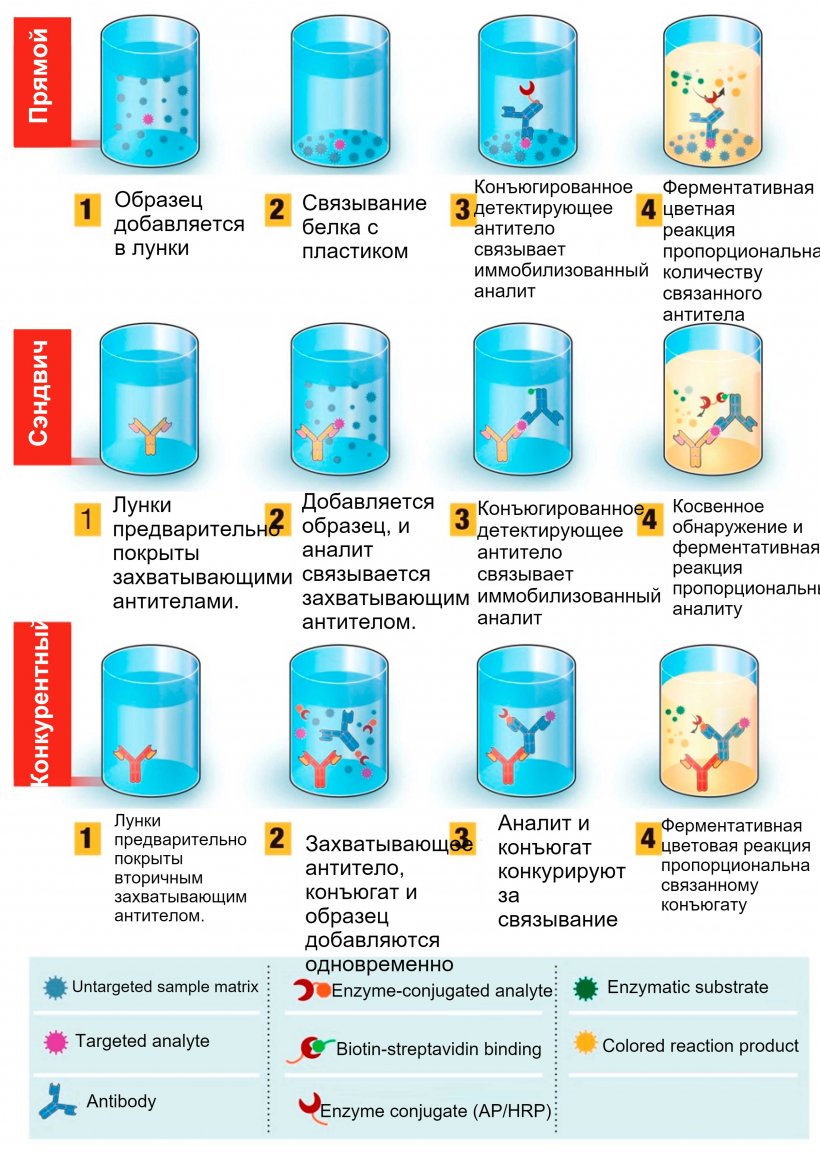 Рисунок 1. Обзор диагностического теста на основе иммуноферментного анализа (ИФА). ELISA может быть представлен в различных форматах в зависимости от различий в иммобилизации антигена и мечении антител. В прямом ИФА вирусный антиген (антигены), связанный с твердой фазой пластика, выявляют путем добавления конъюгированного антитела. В сэндвич-ИФА захватывающее антитело прикрепляется к твердой фазе пластика. Антиген(ы) в образце будет связываться с захватывающим антителом, а затем обнаруживаться вторым меченым ферментом антителом. В конкурентном ИФА вирусный антиген образца предварительно инкубируют с первичным антителом, а затем добавляют в лунку, покрытую вторичным антителом, вместе с антигеном, конъюгированным с ферментом, который конкурирует с антигеном образца за связывание с первичным антителом. Чем больше вирусного антигена в образце, тем меньше конъюгированного антигена будет связано и тем ниже будет сигнал. Источник: адаптировано из Ghaffari et al. 2020.
