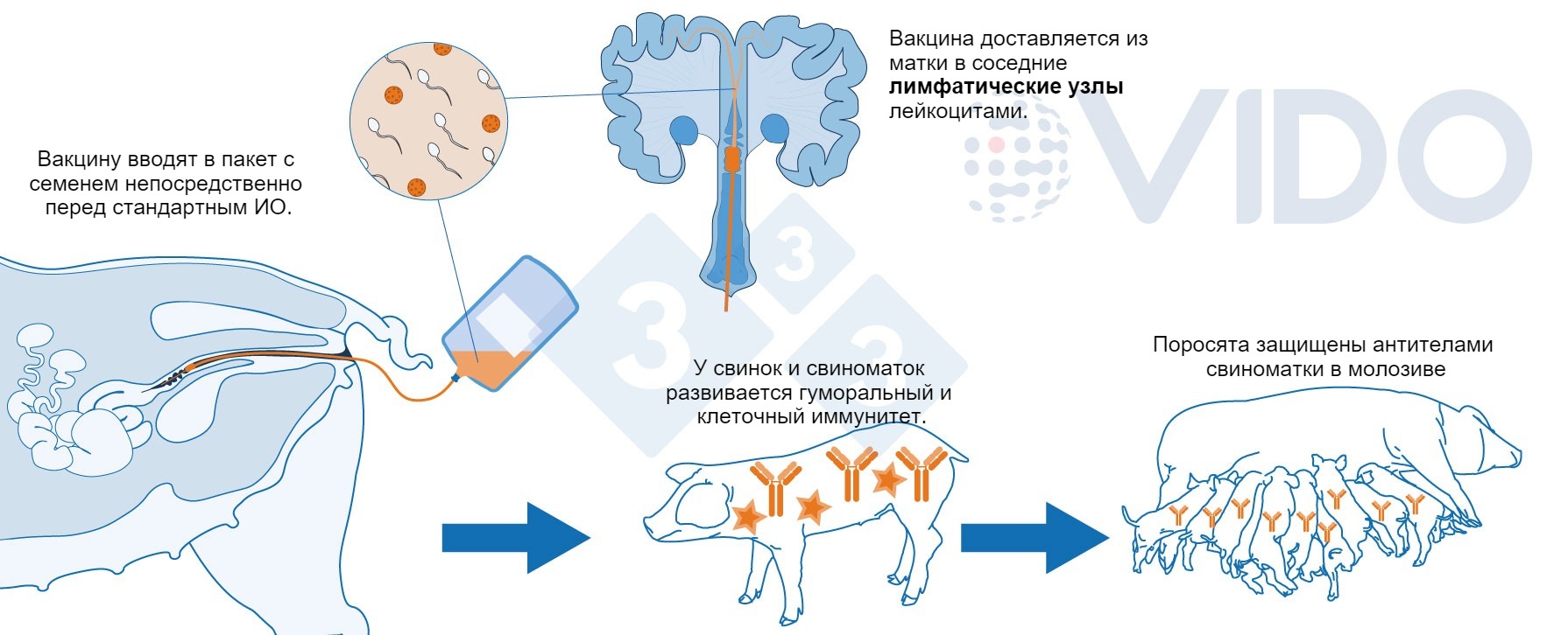 Внутриутробная иммунизация как способ вакцинации свиней - Статьи -  pig333.ru, от фермы к рынку