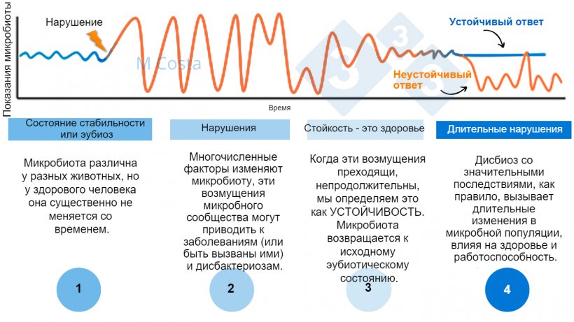 Рисунок 1 &ndash; Гипотетическая диаграмма, изображающая реакцию микробиоты на инсульт. 1) Здоровые животные имеют нормальную степень изменчивости микробиоты, которая не приводит к заболеванию (это называется эубиозом, 2) Расстройство (например, тепловой стресс) может привести к нестабильности микробиоты, вызывая заболевание. 3) Устойчивая микробиота вернется в состояние, подобное тому, которое было до расстройства, когда болезни нет. 4) Неустойчивые микробиоты не &laquo;придут в норму&raquo;, что приведет к дисбактериозу и длительному состоянию болезни.
