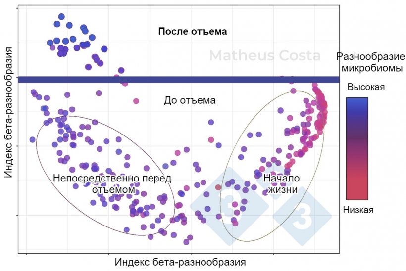 Рисунок 1. Диаграмма,&nbsp;показывающая связь между составом микробиома свиней в раннем возрасте (0-7 дней), непосредственно перед отъемом (21 день) и после отъема (100 дней). Самый большой сдвиг наблюдается между образцами до отъема и после отъема. Альфа-разнообразие достигает своего пика после отъема (показано как &laquo;разнообразие микробиома&raquo;).
