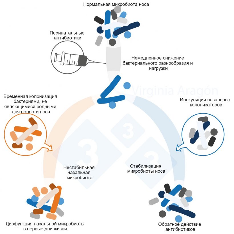 Рисунок 1. Перинатальные антибиотики вызывают снижение бактериальной нагрузки назальной микробиоты, что изменяет ее разнообразие и состав. Это изменение длится дольше, если плотины обработаны. Инокуляция назальных колонизаторов может обратить этот эффект вспять.
