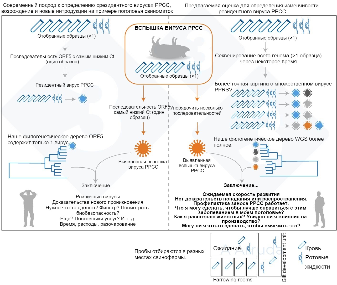 Сколько типов вируса РРСС мы можем обнаружить на свиноферме за 1 день -  Статьи - pig333.ru, от фермы к рынку
