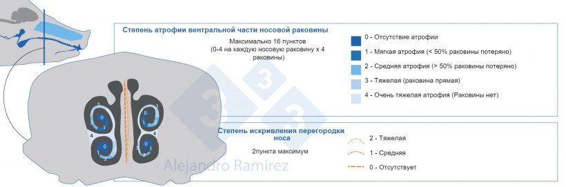 Метод Европейской Фармакопеи по оценке поражений носовых раковин
