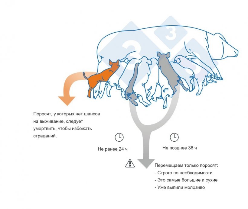 Ключевые моменты, которые следует учитывать при перекрестном вскармливании поросят

