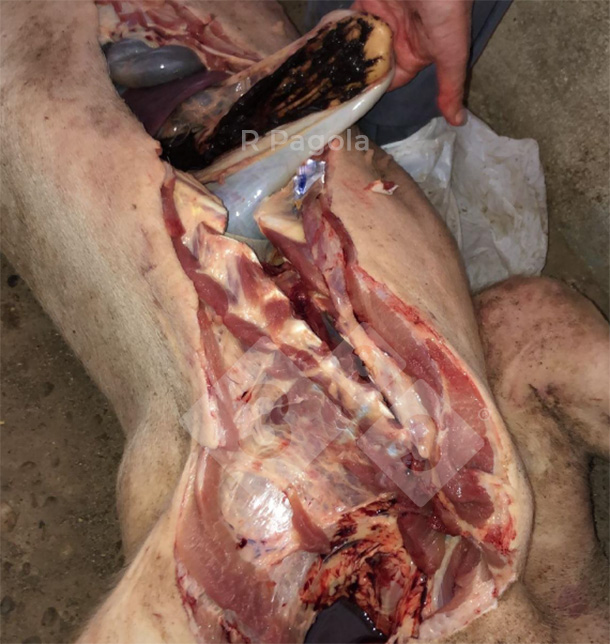 Фото 3. Геморрагическая язва желудка у больной свиньи.
