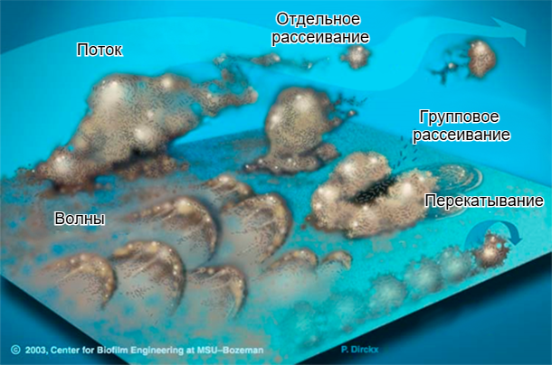 Рисунок 7. Бактерии биопленки могут перемещаться разными способами: либо сообща, волнами, перекатываясь по поверхности, собираясь группами, либо по отдельности рассеиваясь в потоке. Источник: Центр биопленочной инженерии, Университет штата Монтана.
