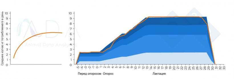 Рисунок 1.Теоретически оптимальная схема потребления корма лактирующей свиноматкой и результаты на практике
