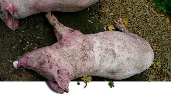 Отечная болезнь свиней (поросят): лечение и профилактика