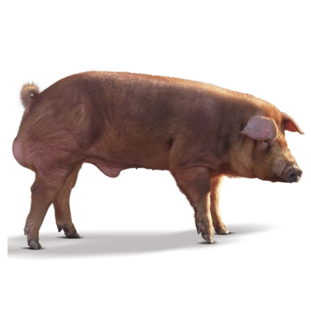 DUROC ITALIANA