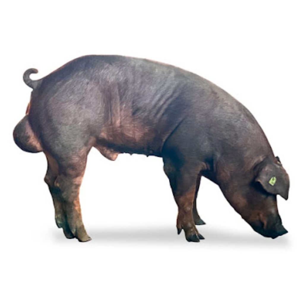 UPB DUROC